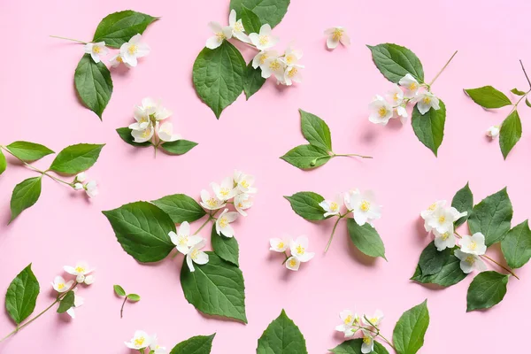Beautiful Jasmine Flowers Color Background — Stock Photo, Image