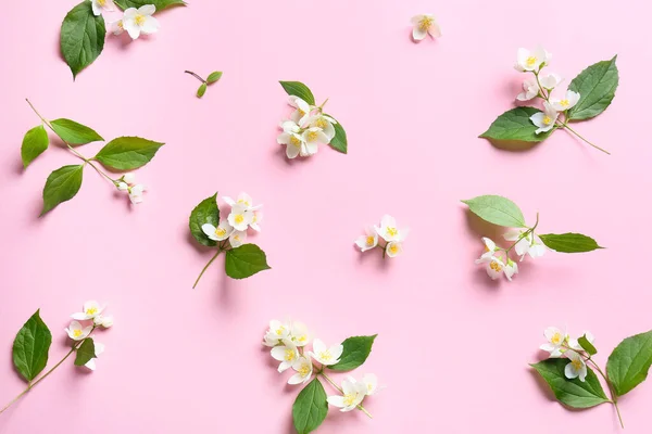 Beautiful Jasmine Flowers Color Background — Stock Photo, Image