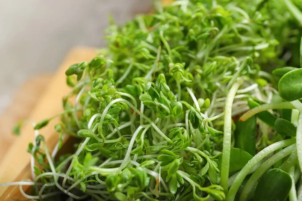 Different Fresh Micro Green Sprouts Closeup — Stock Photo, Image