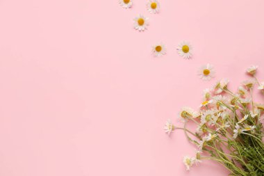 Renkli arkaplanda güzel papatya çiçekleri