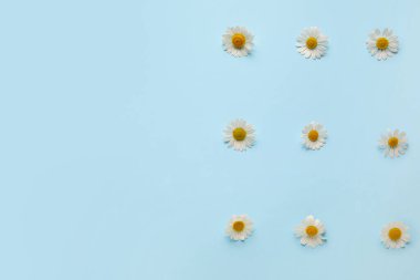 Renkli arkaplanda güzel papatya çiçekleri