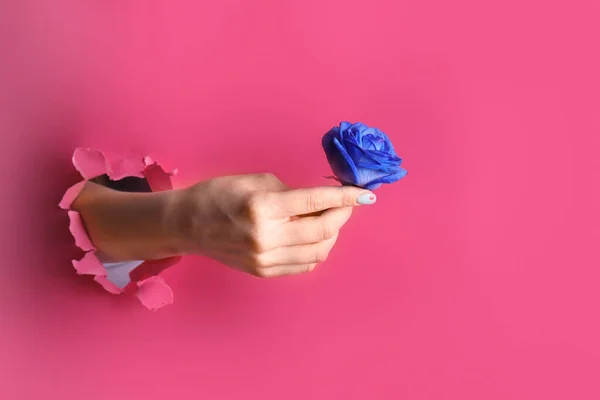 Kvinnelig Hånd Med Blå Rose Synlig Gjennom Hull Fargepapir – stockfoto