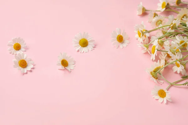 Hermosas Flores Manzanilla Sobre Fondo Color — Foto de Stock