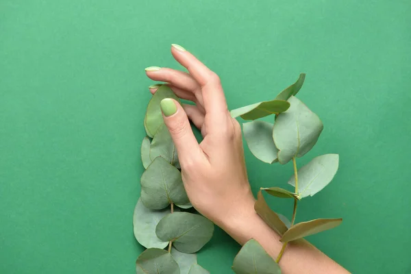 Weibliche Hand Mit Schöner Maniküre Und Eukalyptuszweigen Auf Farbigem Hintergrund — Stockfoto