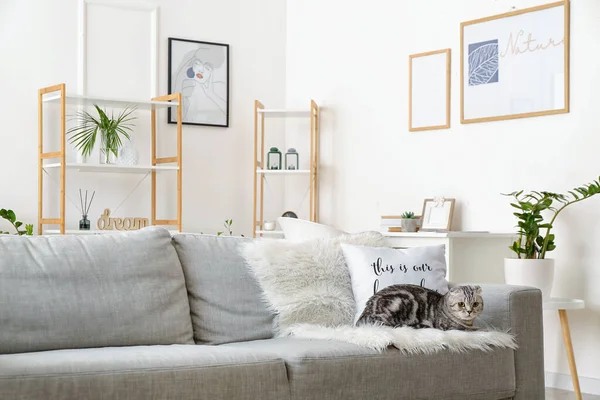 Interior Stylish Living Room Pictures Cute Cat — Stock Photo, Image