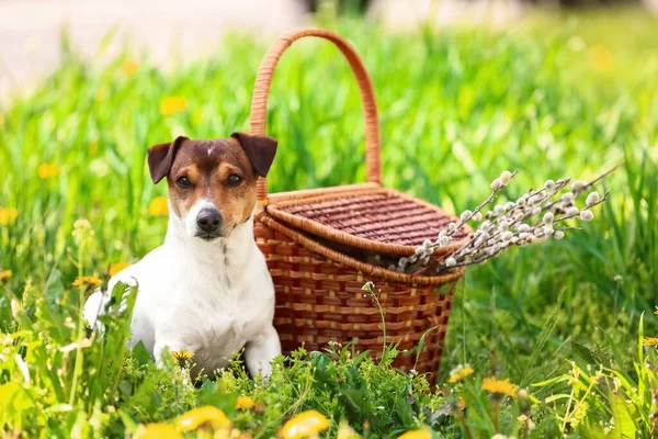 Söt Hund Och Korg Med Pilkvistar Gräs Parken — Stockfoto