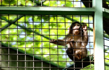 Hayvanat bahçesinde şirin bir maymun
