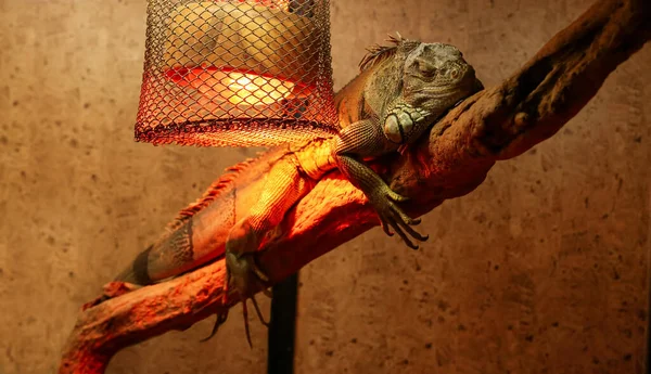 Green Iguana Zoological Garden — Stock Photo, Image