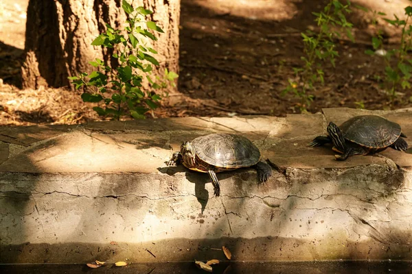 Zwei Schildkröten Zoologischen Garten — Stockfoto