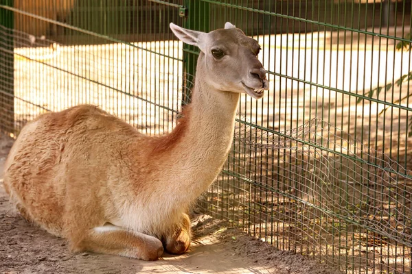 Cute Guanaco Zoological Garden — Stock Photo, Image