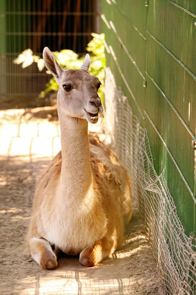 Cute Guanaco Zoological Garden — Stock Photo, Image