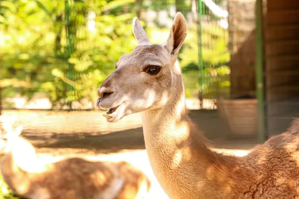 Cute Guanaco Zoological Garden — Stock Photo, Image