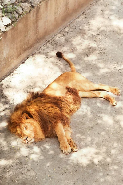 Lion Resting Zoological Garden — Stock Photo, Image