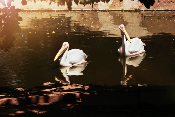 Bellissimi Pellicani Nel Giardino Zoologico — Foto Stock