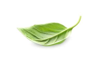 Beyaz arkaplanda taze fesleğen yaprağı