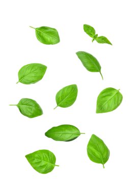 Beyaz arkaplanda taze fesleğen yaprakları