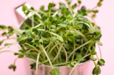 Renk arkaplanında taze mikro yeşil sürahi, yakın plan