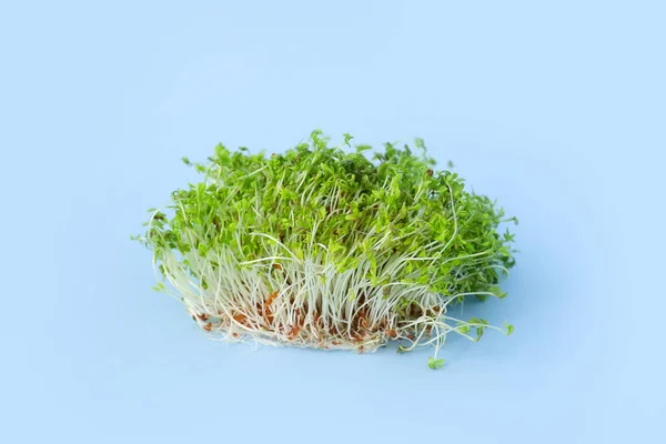 Fresh Micro Green Color Background — Stock Photo, Image