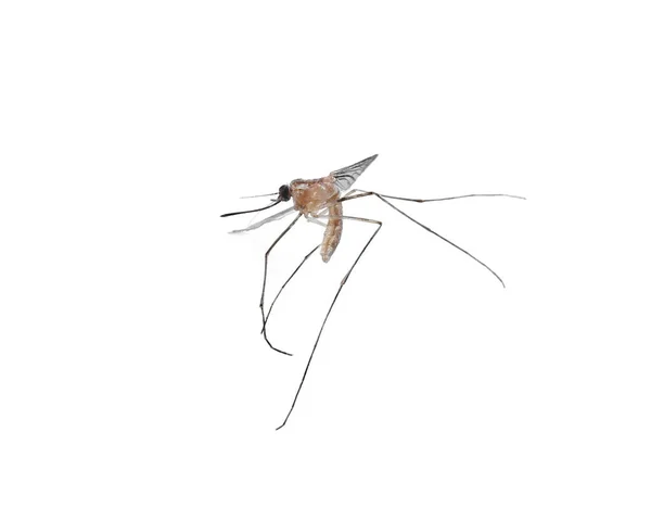 Комары Изолированы Белом Фоне — стоковое фото
