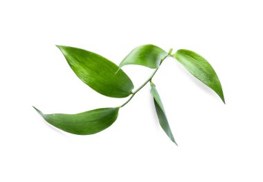 Beyaz arkaplanda yeşil çay yaprakları