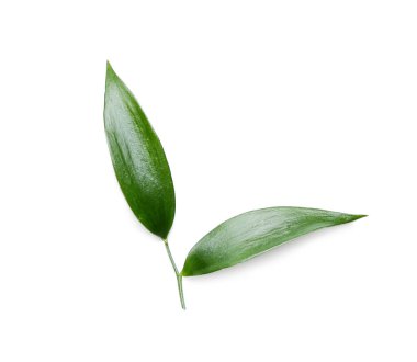 Beyaz arkaplanda yeşil çay yaprakları