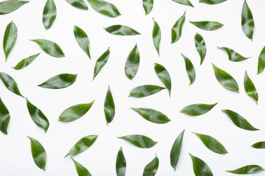 Beyaz arkaplanda yeşil çay yaprakları