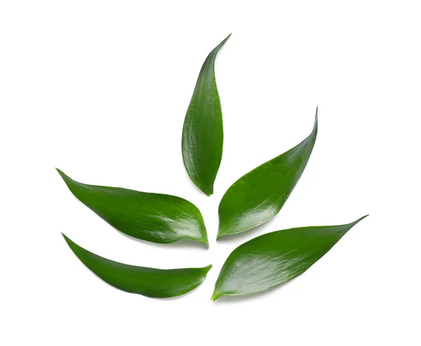 Zelený Čaj Listy Bílém Pozadí — Stock fotografie