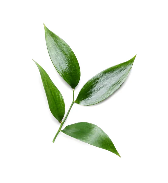 Grønne Teblader Hvit Bakgrunn – stockfoto