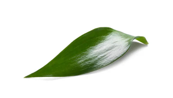 白を基調とした緑茶葉 — ストック写真