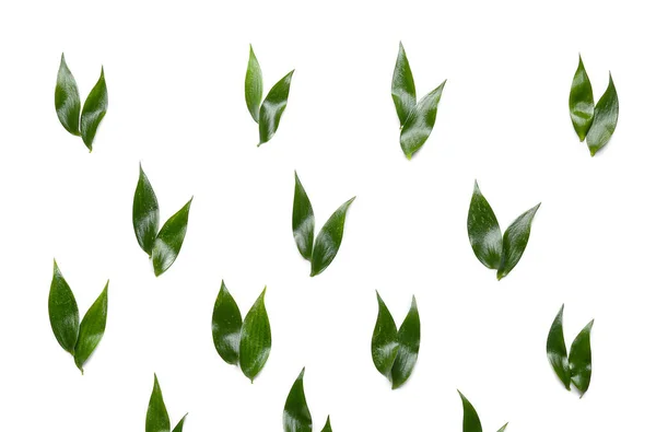 Зеленый Чай Листья Белом Фоне — стоковое фото