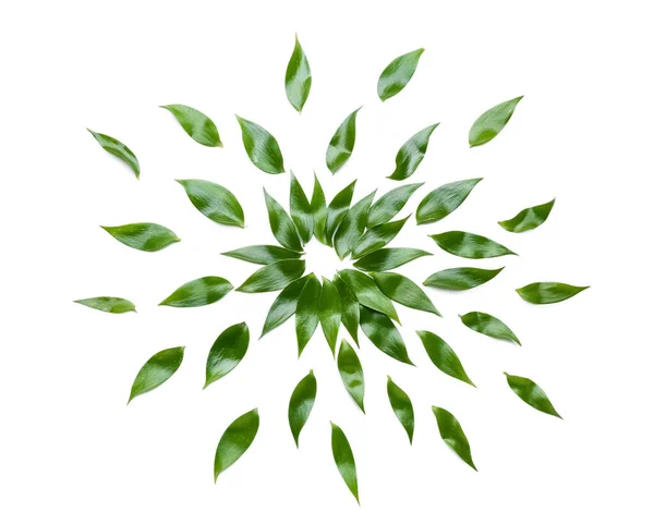 Πράσινα Φύλλα Τσαγιού Λευκό Φόντο — Φωτογραφία Αρχείου