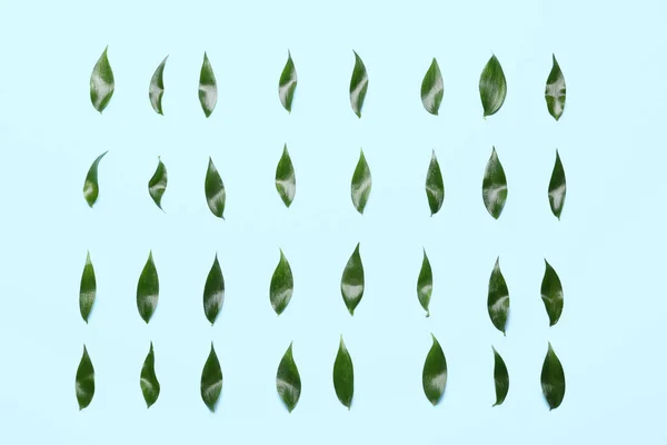 Зелене Листя Чаю Кольоровому Фоні — стокове фото
