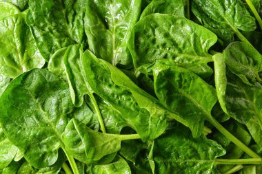 Arkaplan olarak taze ıspanak yaprakları