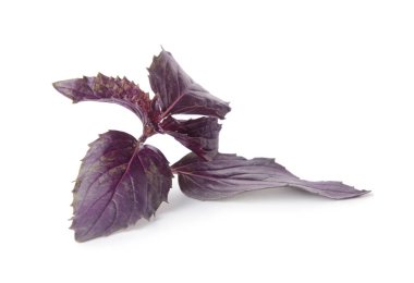 Beyaz arkaplanda taze fesleğen