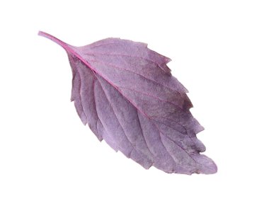 Beyaz arkaplanda taze fesleğen yaprağı