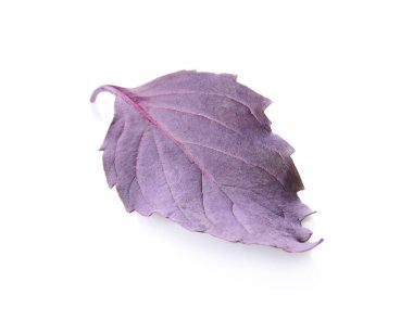 Beyaz arkaplanda taze fesleğen yaprağı