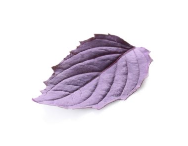 Beyaz arkaplanda taze fesleğen yaprağı