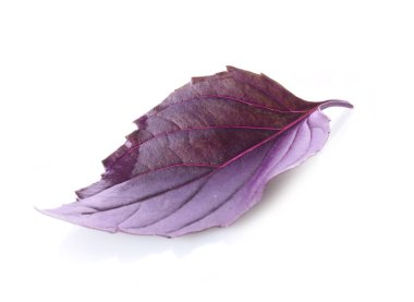 Beyaz arkaplanda taze fesleğen yaprağı