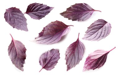 Beyaz arkaplanda taze fesleğen yaprakları