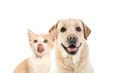 Beyaz arka planda sevimli komik kedi yavrusu ve Labrador Retriever