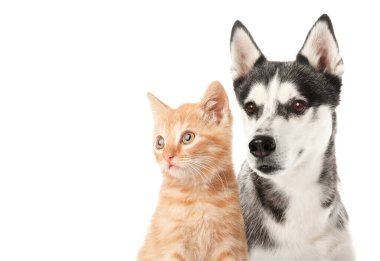 Beyaz arka planda sevimli komik kedi yavrusu ve Husky köpeği.