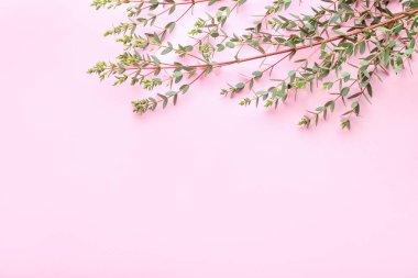 Renk arkaplanına yeşil okaliptüs dalları