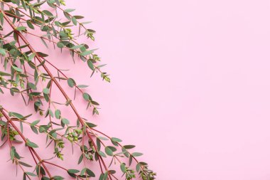 Renk arkaplanına yeşil okaliptüs dalları