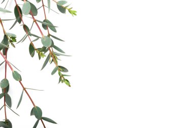 Beyaz arkaplanda yeşil okaliptüs dalları