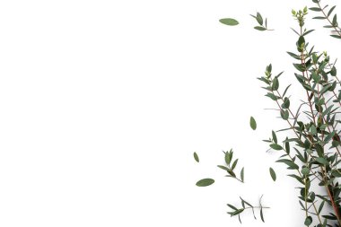 Beyaz arkaplanda yeşil okaliptüs dalları