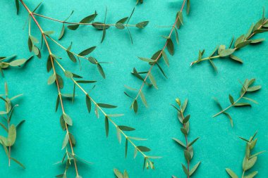 Renk arkaplanına yeşil okaliptüs dalları