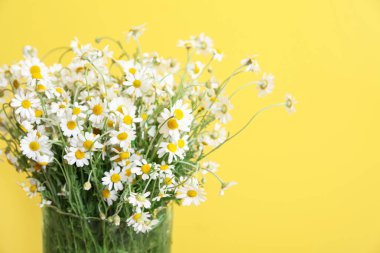 Renk arkaplanında güzel papatya çiçekleri olan vazo, yakın plan