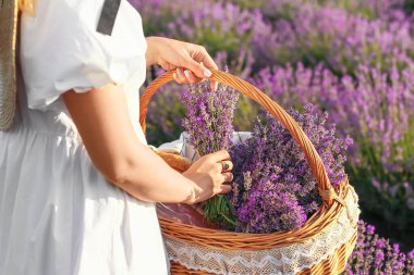 Lavanta tarlasında piknik sepeti olan güzel genç bir kadın.