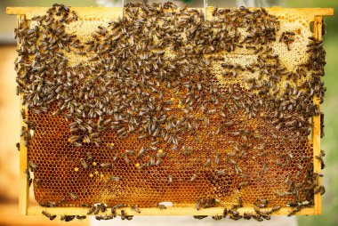 Arı kovanında bal çerçevesi