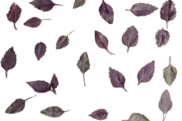 Fresh Basil Leaves White Background — Stock Photo, Image
